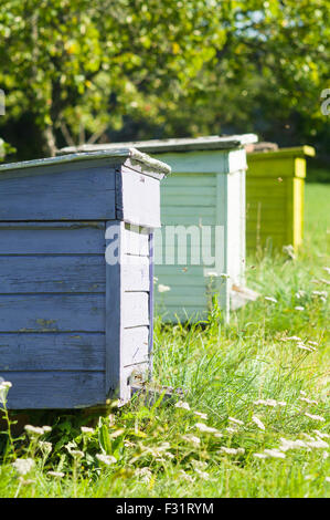 Three colorful beehives in a row, apiary vertical view Stock Photo