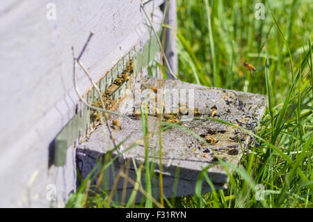 Honey bees swarming and flying around their beehive, blurred image Stock Photo