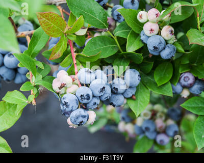 Ripe blueberries on the bush. Stock Photo