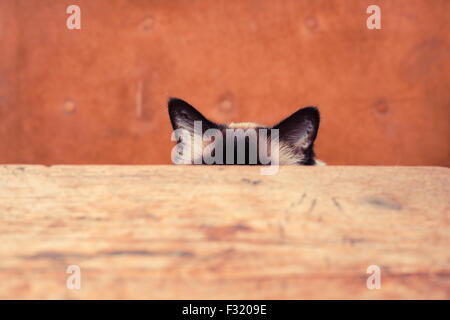 Pretty cat is hiding behind a table, only his ears are visible Stock Photo