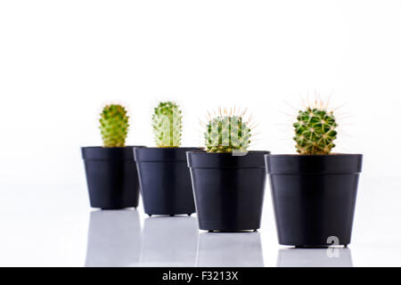 various cactus in pots isolated on white background Stock Photo