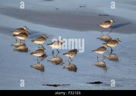 Knot, Calidris canutus, group of birds on beach, South Uist, Hebrides, September 2015 Stock Photo