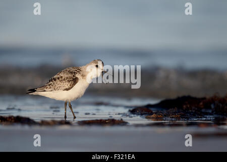 Sanderling, Calidris alba, single bird on beach, South Uist, Hebrides, September 2015 Stock Photo