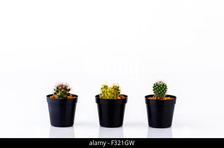 various cactus in pots isolated on white background Stock Photo