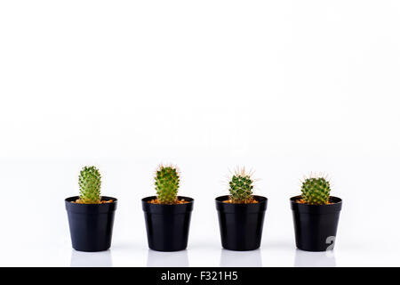 various cactus in pots isolated on white background Stock Photo