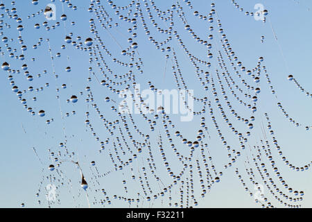 Thousands of small dew drops on a spider web against a blue sky Stock Photo