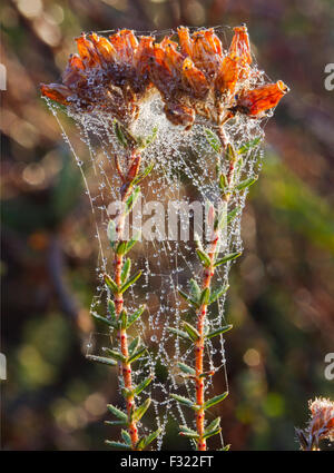 Erica tetralix (cross-leaved heath) covered with cobweb and dew drops Stock Photo