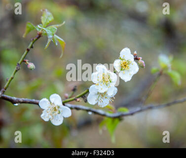 Peach blossom with the dew in the morning Stock Photo