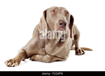 dog with bone isolated on white background Stock Photo