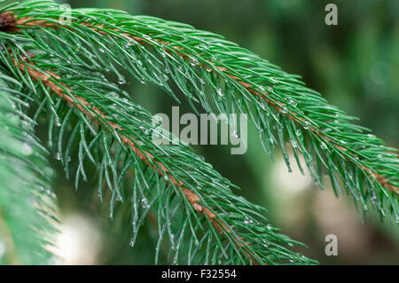 Morning dew on a spruce branch Stock Photo