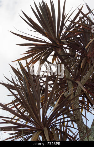 Multi-headed plant of the slightly tender cabbage palm, Cordyline australis 'Torbay Red' Stock Photo