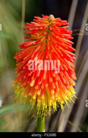 Fat flower head of the Autumn flowering torch lily, Kniphofia rooperi Stock Photo