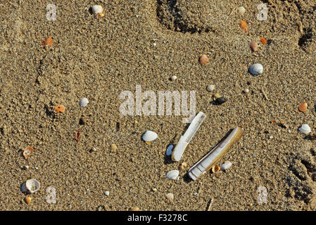 Cockle and Razor Clam shells lying on a sandy beach Stock Photo