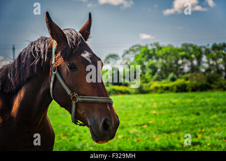 Image of a brown horse on a grassy field.