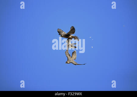 alamy eurasian streptopelia collared squabbling peregrinus peregrine juveniles falco falcon flight