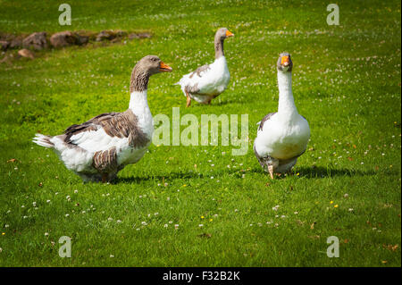 Image of three geese standing on a green lawn. Stock Photo