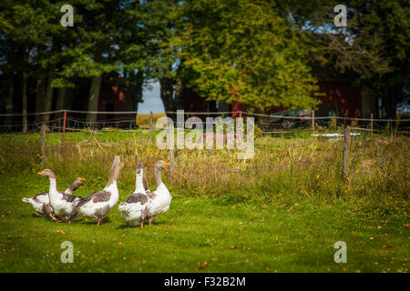 Image of geese on a farm. Stock Photo