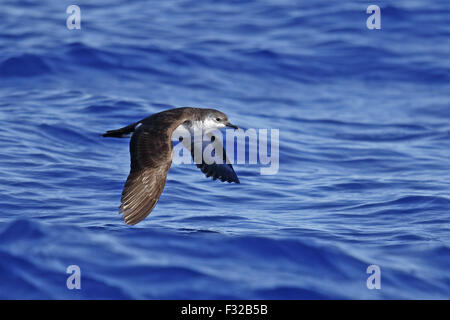 Bannerman's Shearwater (Puffinus bannermani) adult, in flight over sea, Minami Iwo Jima, Iwo Islands, Ogasawara Islands, Japan, Stock Photo