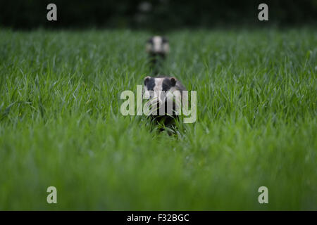 Eurasian Badger (Meles meles) two adults, standing amongst crop in field at dusk, Staffordshire, England, June Stock Photo