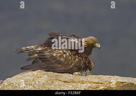 Golden Eagle (Aquila chrysaetos homeyeri) adult, mantling European Rabbit (Oryctolagus cuniculus) prey, Castilla y Leon, Spain, Stock Photo