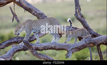 Mother and baby leopard walking in step along a weathered tree in Serengeti National Park, Tanzania Stock Photo