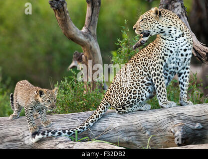 Mother and baby leopard perched on weathered log in Serengeti National Park, Tanzania Stock Photo