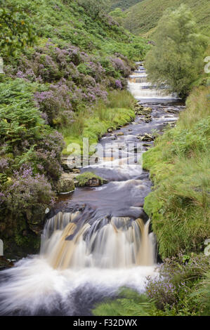 View of cascading stream and waterfall, Fairbrook Naze, Kinder Scout, Dark Peak, Peak District N.P., Derbyshire, England, August Stock Photo