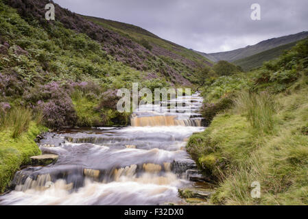 View of cascading stream, Fairbrook Naze, Kinder Scout, Dark Peak, Peak District N.P., Derbyshire, England, August Stock Photo