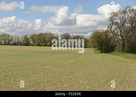 Barley (Hordeum vulgare) crop, rows of young crop of spring barley on fine early spring day with trees coming into leaf, Berkshire, England, April Stock Photo