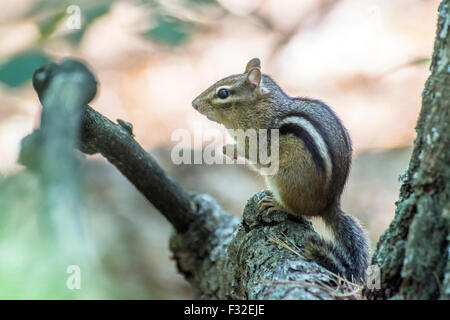 Eastern chipmunk (Tamias striatus) photographed at Walden Pond State Reservation, Concord, Massachusetts Stock Photo