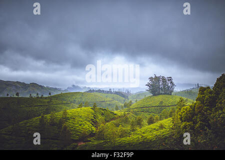 Munnar  is a town and hill station located in the Idukki district of the south western state of Kerala in India. Stock Photo