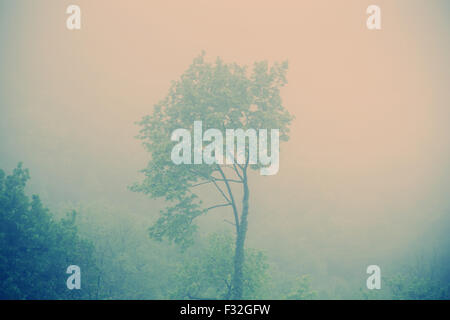 Alone tree in the middle of the wild forest Stock Photo