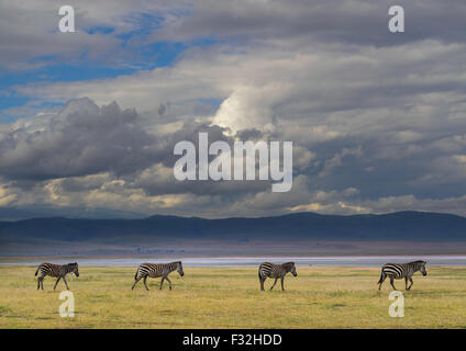 Tanzania, Arusha Region, Ngorongoro Conservation Area, zebra (equus burchellii) Stock Photo