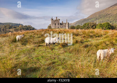 Scottish Blackface Rams at Kilchurn Castle, Argyll and Bute, Scotland, UK. Stock Photo