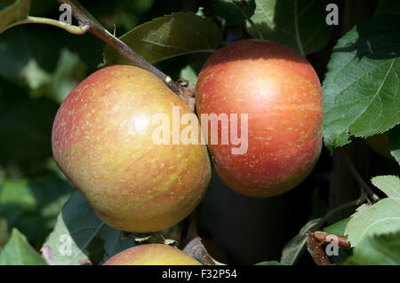 Boskoop, Boskop, Winter-Apfel, Stock Photo