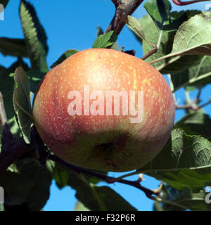 Boskoop, Boskop, Winter-Apfel, Stock Photo