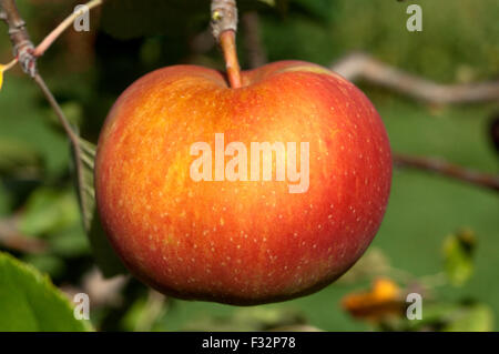 Boskoop, Boskop, Winter-Apfel, Stock Photo