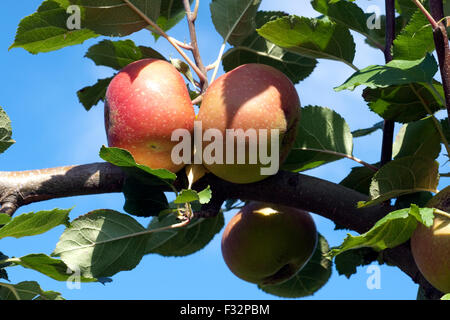 Boskoop, Boskop, Winter-Apfel, Stock Photo