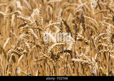 Moreland, Idaho - Idaho wheat field. Stock Photo
