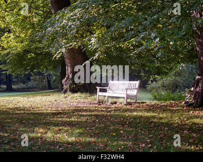 Bench between trees in sunlight during autumn morning at Clingendael estate, The Hague, Netherlands. Stock Photo