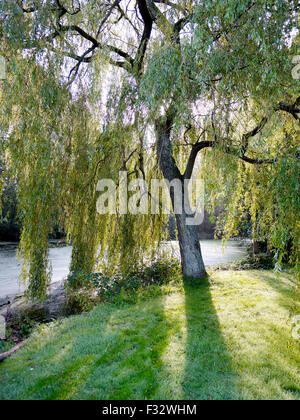 Willow on a autumn morning at Clingendael estate, The Hague, Netherlands. Stock Photo