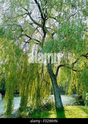 Willow on a autumn morning at Clingendael estate, The Hague, Netherlands. Stock Photo