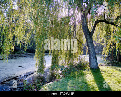 Willow on a autumn morning at Clingendael estate, The Hague, Netherlands. Stock Photo