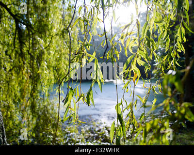 Willow on a autumn morning at Clingendael estate, The Hague, Netherlands. Stock Photo