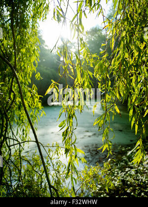 Willow on a autumn morning at Clingendael estate, The Hague, Netherlands. Stock Photo