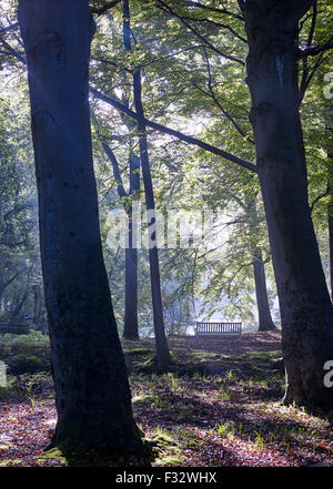 Autumn morning at Clingendael estate, The Hague, Netherlands. Stock Photo