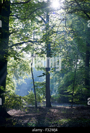 Autumn morning at Clingendael estate, The Hague, Netherlands. Stock Photo