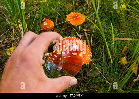 Boy hand examine a toadstool in the grounds with magnifier, wood, forest autumn, amanita, poisonous mushrooms, close up, macro Stock Photo