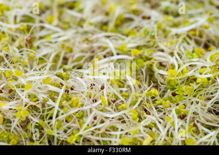 Portion of fresh Broccoli Sprouts as detailed macro shot Stock Photo