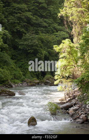 Pitiao River and temperate forest in Wolong mountain valley, China Stock Photo